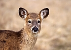 White-tailed Deer