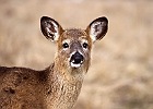 White-tailed Deer