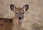 White-tailed Deer