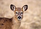 White-tailed Deer