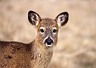 White-tailed Deer