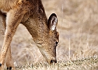 White-tailed Deer