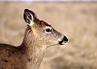 White-tailed Deer