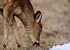White-tailed Deer