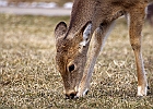 White-tailed Deer