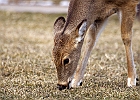 White-tailed Deer
