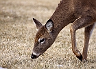 White-tailed Deer