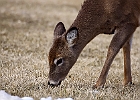 White-tailed Deer