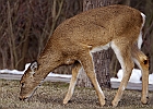 White-tailed Deer