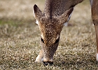 White-tailed Deer