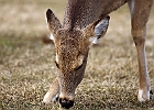 White-tailed Deer