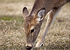 White-tailed Deer