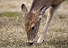 White-tailed Deer