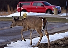White-tailed Deer