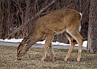 White-tailed Deer