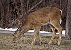 White-tailed Deer