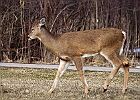 White-tailed Deer