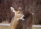 White-tailed Deer