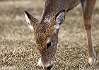 White-tailed Deer