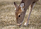 White-tailed Deer