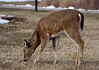 White-tailed Deer
