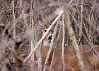 White-tailed Deer