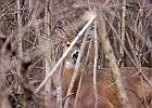 White-tailed Deer