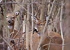 White-tailed Deer