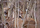 White-tailed Deer