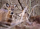 White-tailed Deer