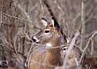 White-tailed Deer