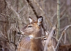 White-tailed Deer