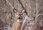 White-tailed Deer