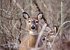 White-tailed Deer