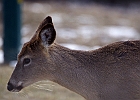 White-tailed Deer