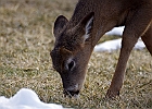White-tailed Deer