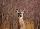 White-tailed Deer