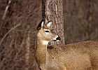 White-tailed Deer