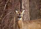 White-tailed Deer