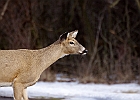 White-tailed Deer