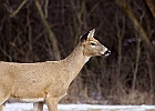White-tailed Deer