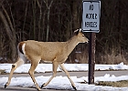 White-tailed Deer