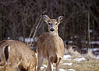 White-tailed Deer