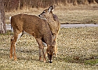 White-tailed Deer