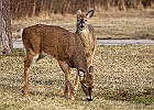 White-tailed Deer