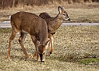 White-tailed Deer
