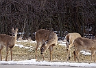White-tailed Deer