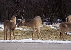 White-tailed Deer