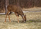 White-tailed Deer