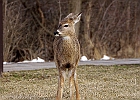 White-tailed Deer